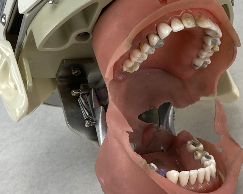 Kilgore International Dental Phantom Head Manikin