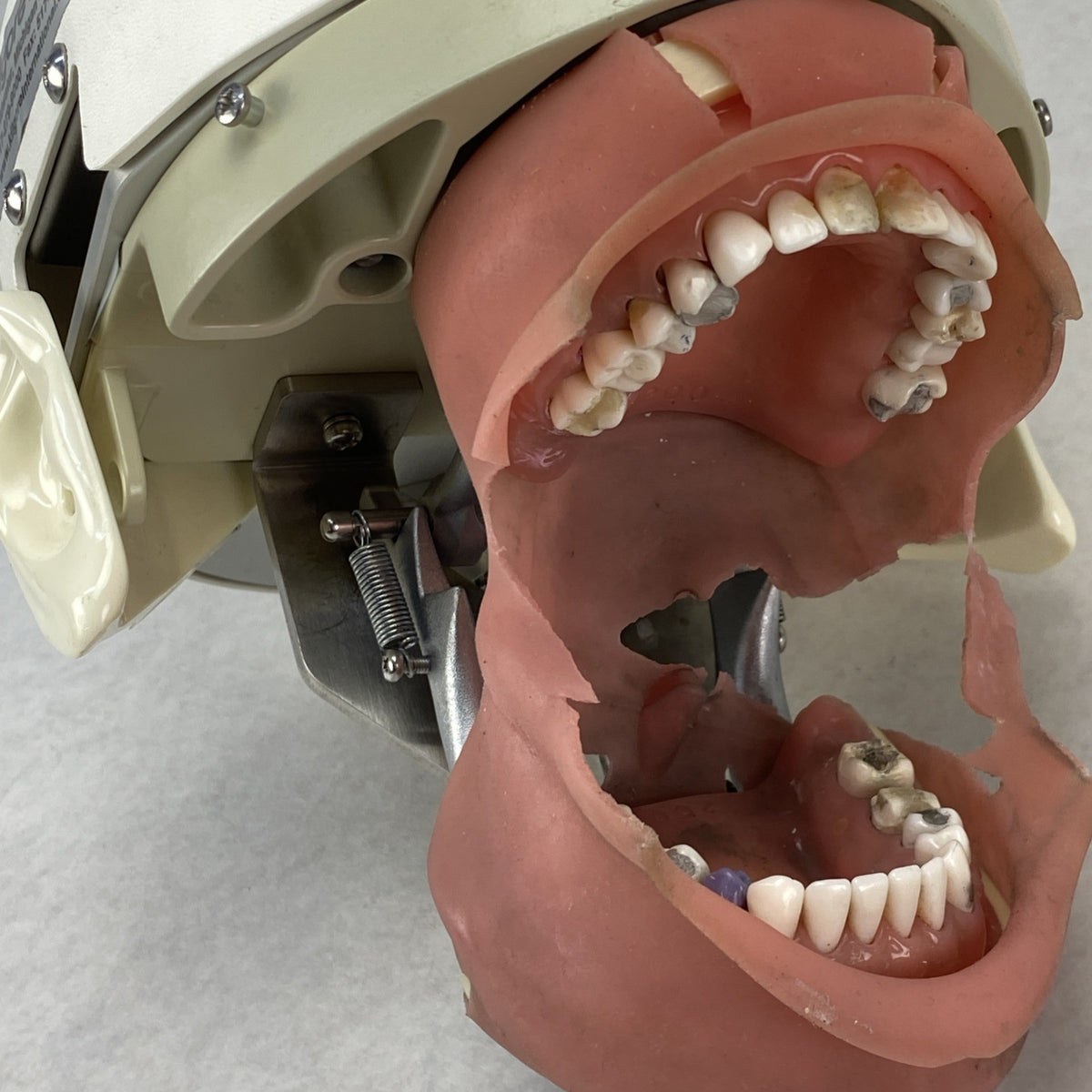 Kilgore International Dental Phantom Head Manikin9