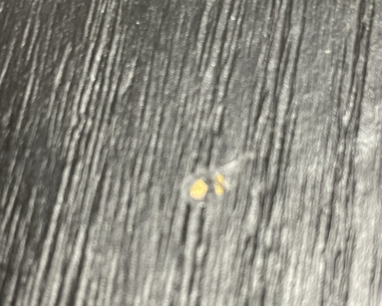 EV Electro Voice TL12-1A Low-Frequency Base Enclosure 300w 8ohms