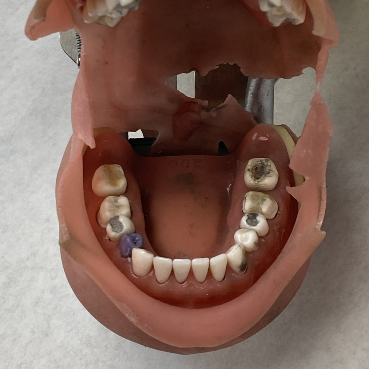 Kilgore International Dental Phantom Head Manikin6